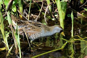 Rail, Sora, 2015-01109233b Green Cay Wetlands, FL